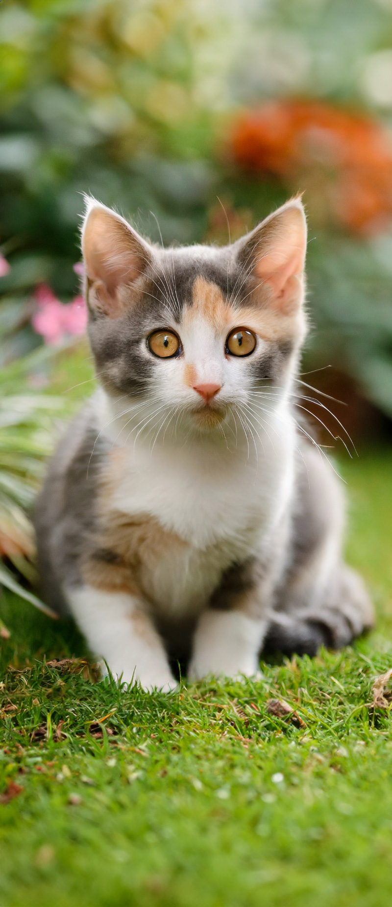 pets01