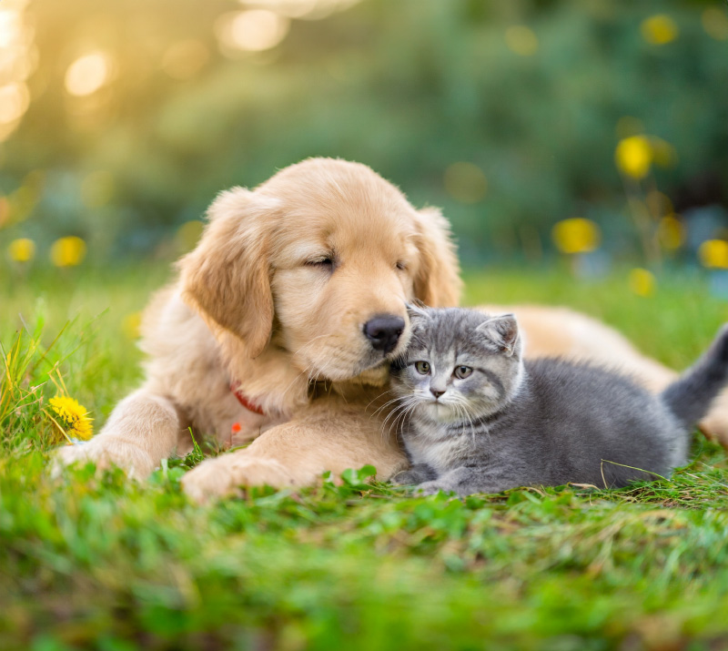 pets02