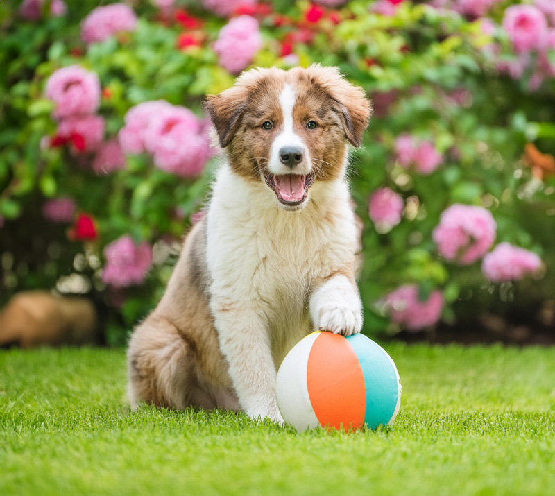 hund_ball_witchies
